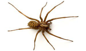 A common phobia is spiders