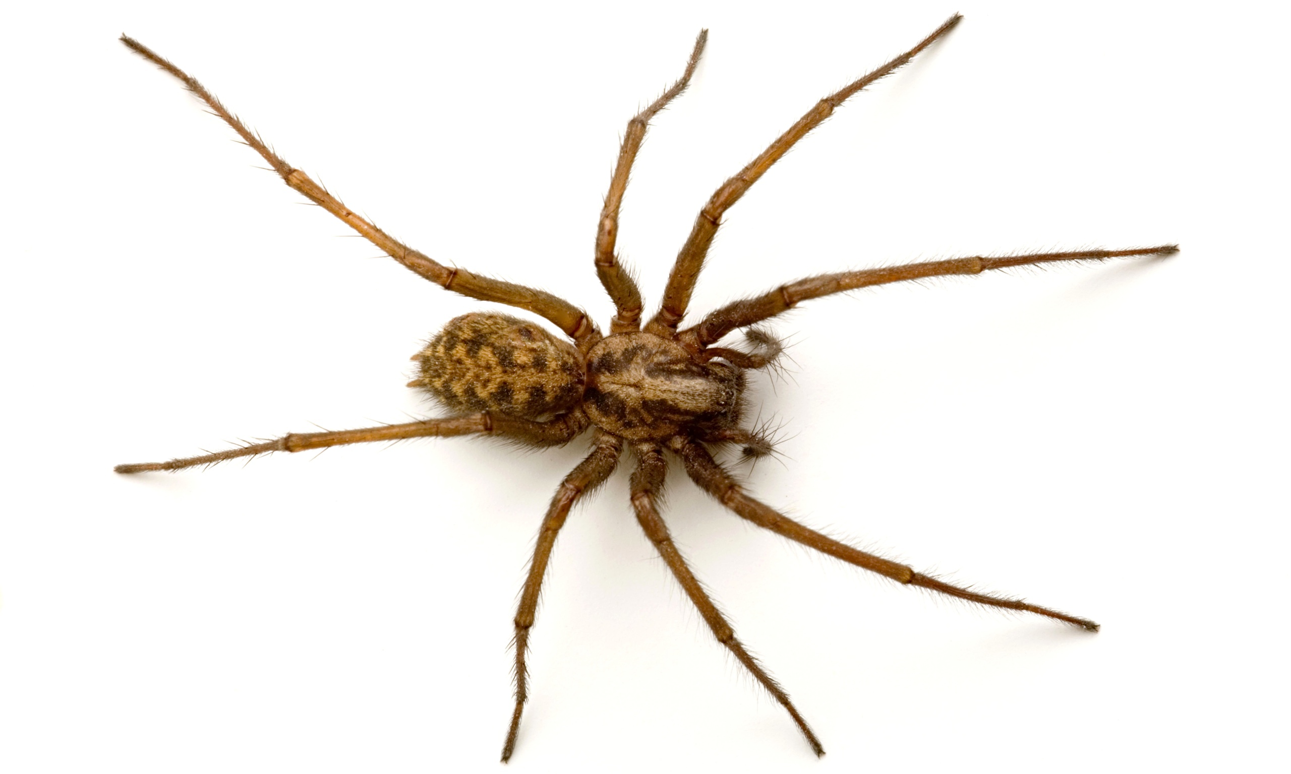 A common phobia is spiders